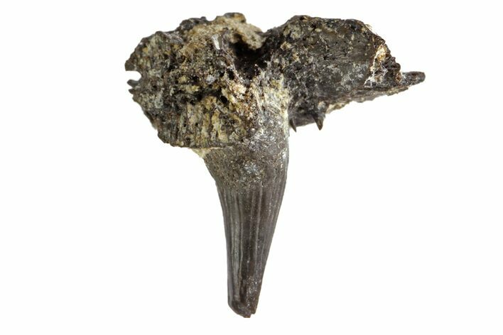 Permian Reptile Tooth - Oklahoma #143019